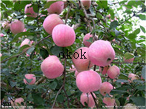 红苹果